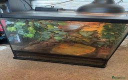 Frog reptiles for sale: 🐸 White’s Tree Frogs + Full Set-Up 🐸 - Image 5