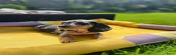 Miniature Dachshund dogs for sale: Adorable Puppies in Bradford - Advert 16