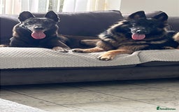 Mixed Breed dogs for sale: Adorable litter of 'shepinois' - Image 4