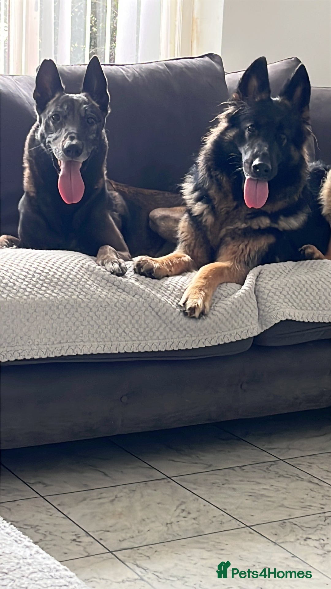 Mixed Breed dogs for sale: Adorable litter of 'shepinois' - Image 4
