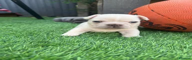 French Bulldog 1