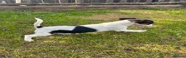 Jack Russell 3
