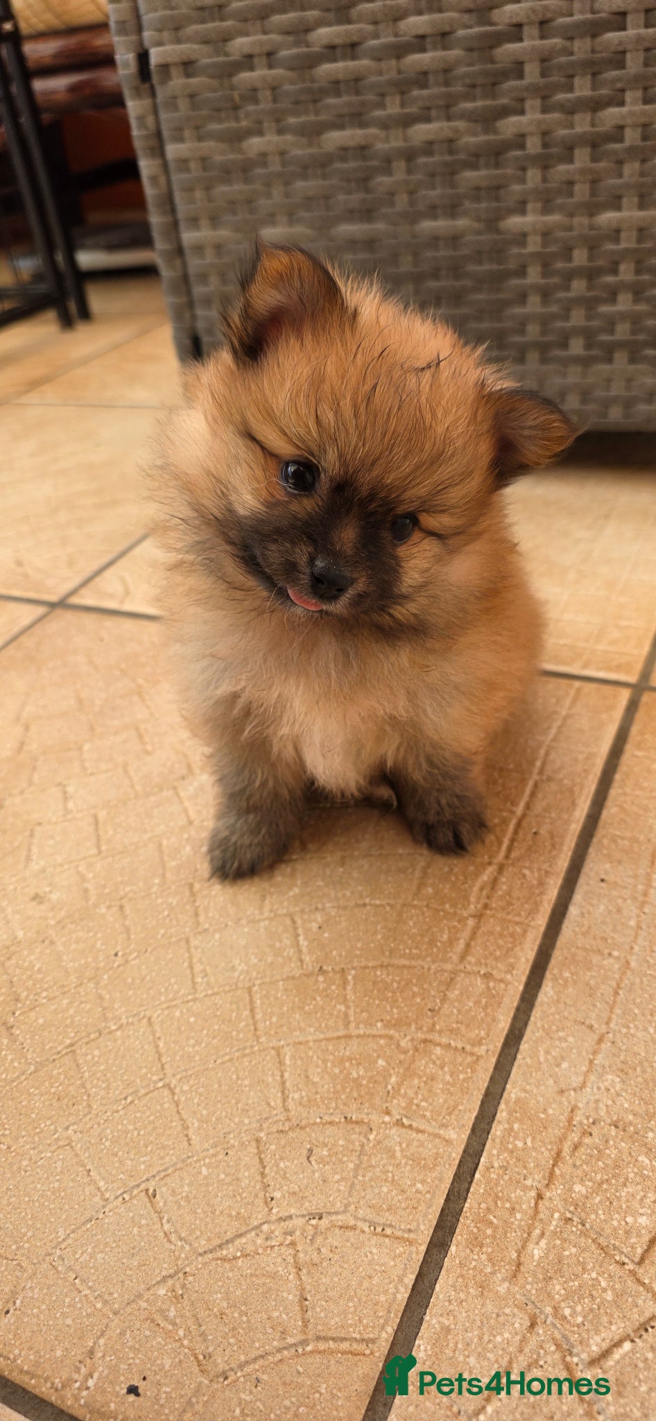 German Spitz dogs Beautiful german spitz - Advert 1