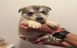 Siberian Husky dogs for sale: 6 hand reared husky babies  - Image 6