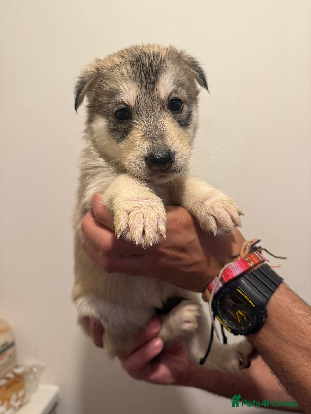 Siberian Husky dogs for sale: 6 hand reared husky babies  - Image 6