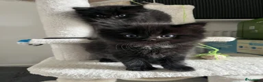 Mixed Breed Kitten 2