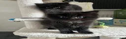 Mixed Breed cats for sale: Champion parents had cute babies  - Advert 3