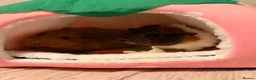 Guinea Pig rodents for sale: guinea pigs  in Bargoed - Advert 4