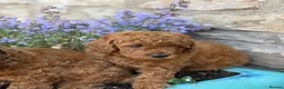Poodle dogs for sale: Miniature homebred  red poodle pups male  - Advert 5