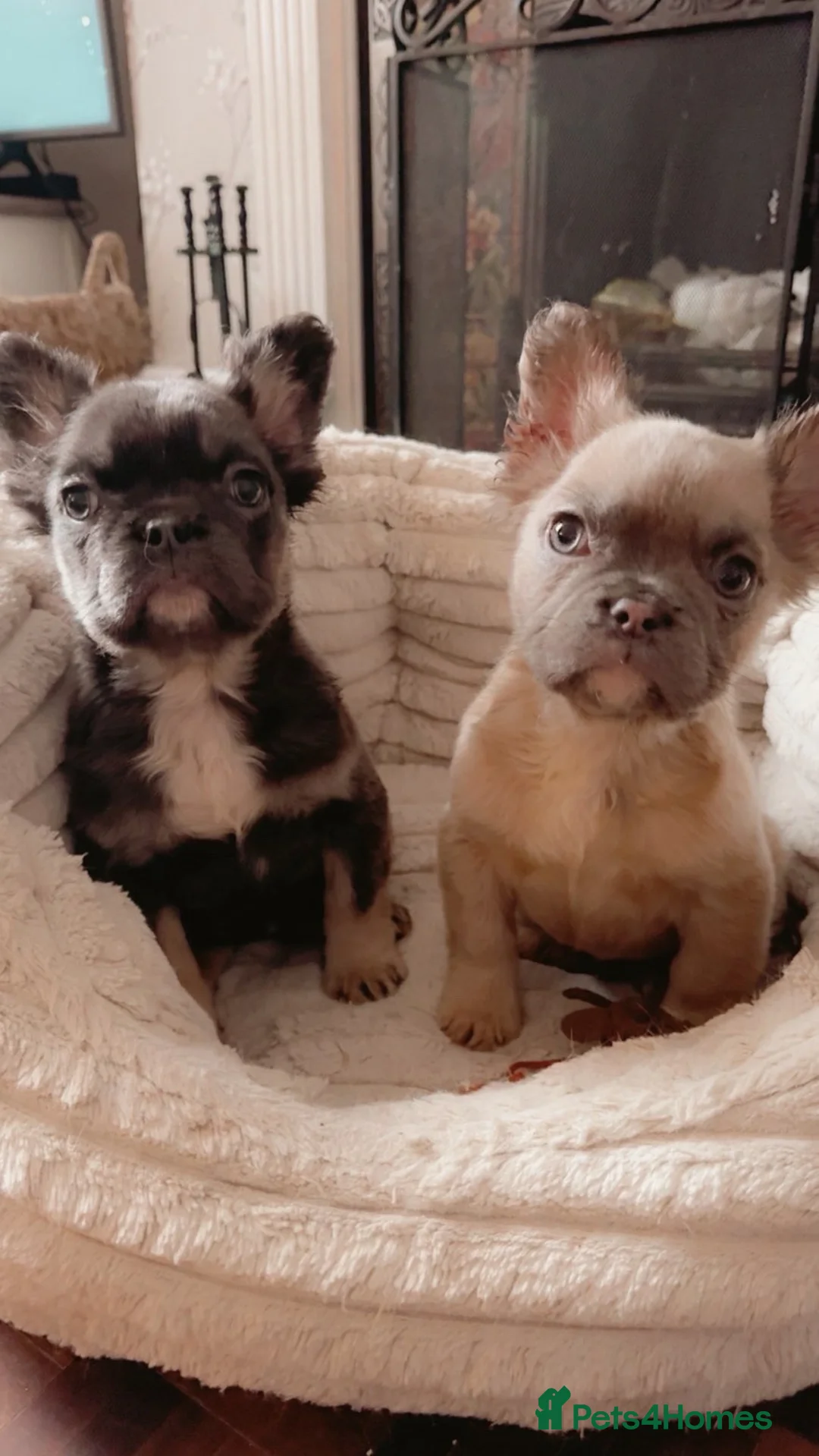 French Bulldog dogs for sale: Full fluffy French bulldog girl  - Advert 2