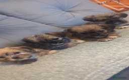 Shorkie dogs for sale: Shorkie puppies for sale - Image 3