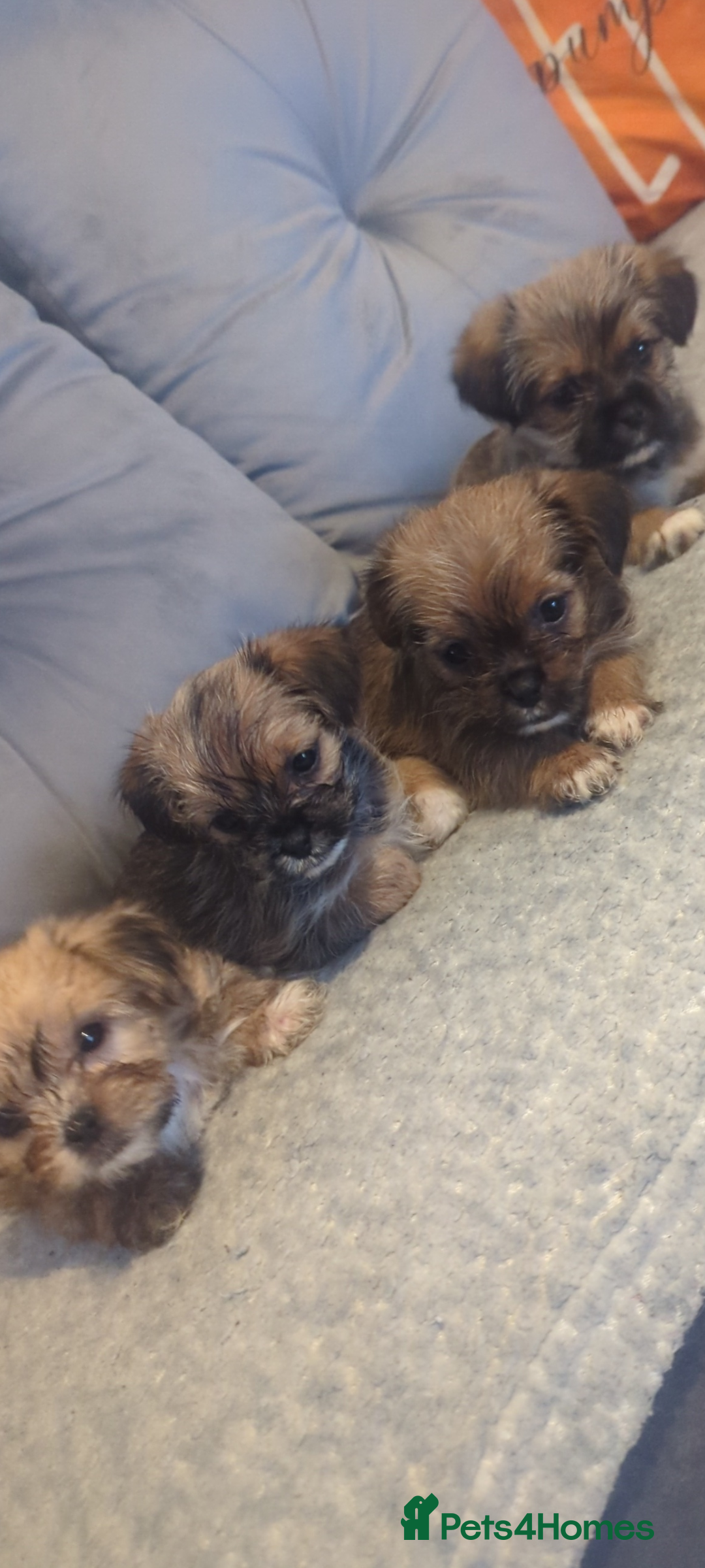 Shorkie dogs for sale: Shorkie puppies for sale - Image 3
