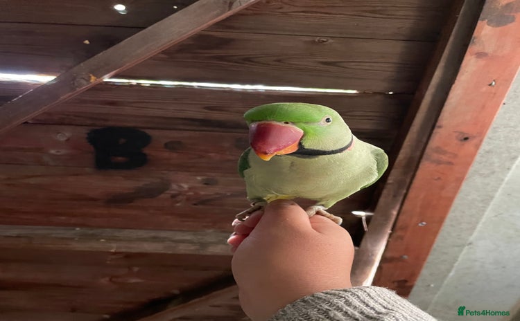 Parrots birds - Advert 3