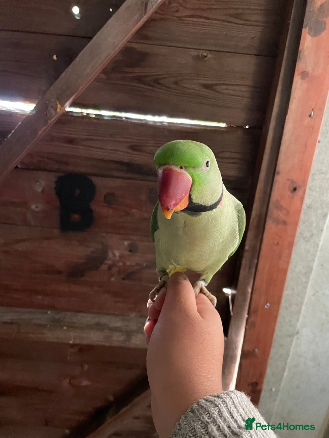 Parrots birds for sale: Alaxandrian parrot  - Image 1