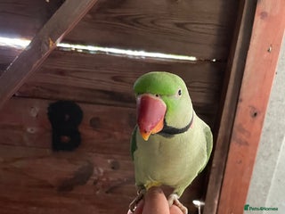 Parrots birds - Advert 6