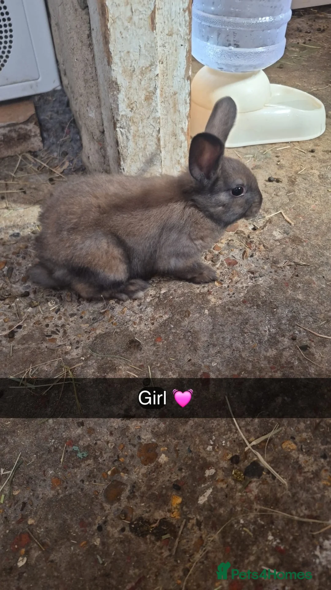 English Lop rabbits for sale: BABY RABBITS  - Advert 3