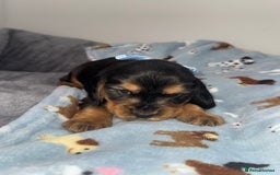 Cocker Spaniel dogs for sale: Beautiful show type cocker spaniel puppies  - Image 16