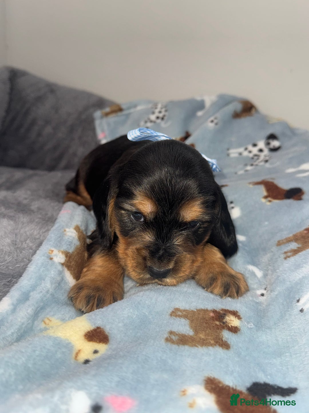 Cocker Spaniel dogs for sale: Beautiful show type cocker spaniel puppies  - Image 16