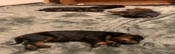 Dobermann dogs for sale: KC Registered Doberman puppies  - Advert 6