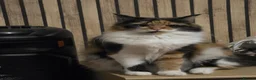 Maine Coon cats for sale: ¾ Maine coon kittens  - Advert 15