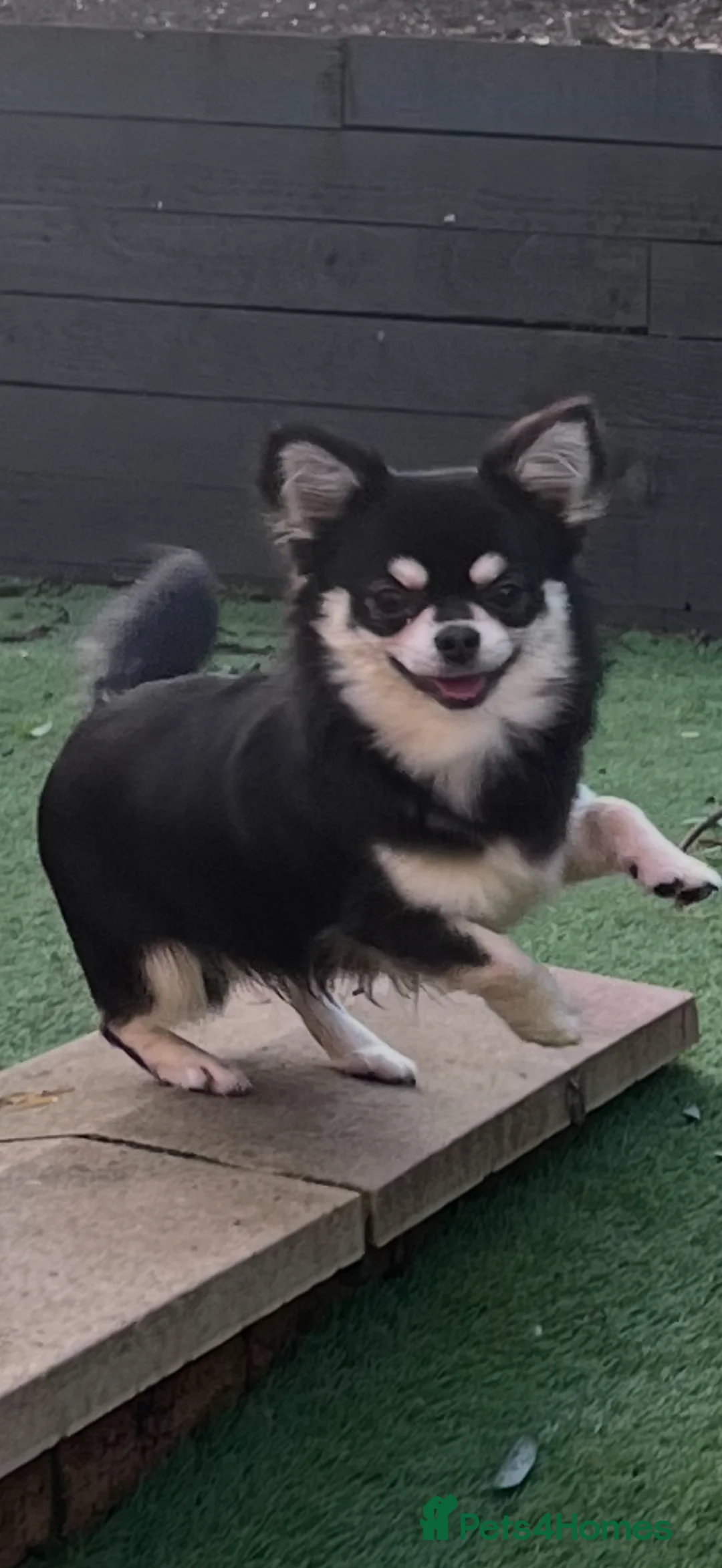 Chihuahua dogs for stud: Tri colour long coat male for stud  - Advert 2