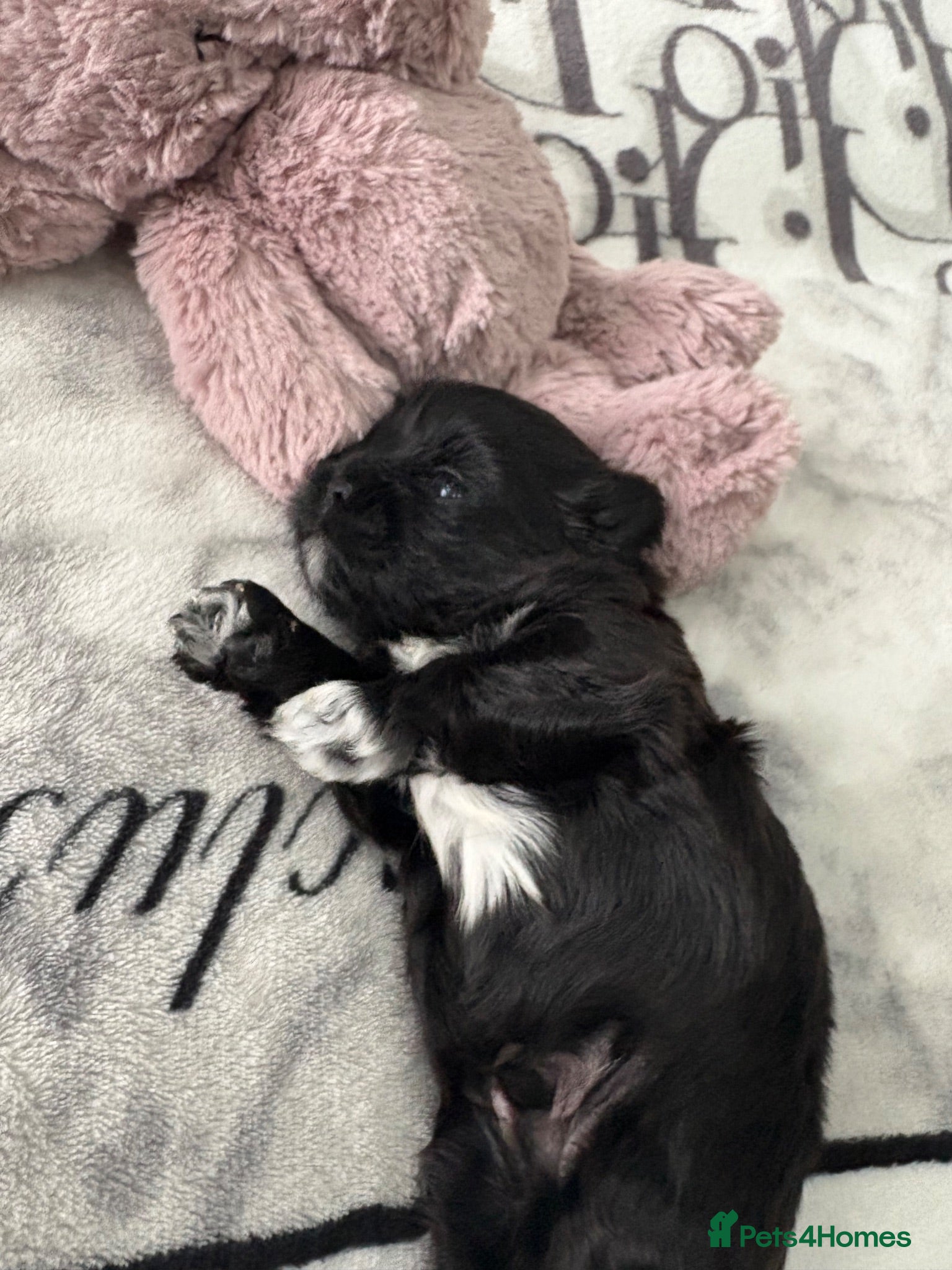 Shih Tzu dogs Boy Shih tzu - Advert 3