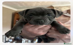 Staffordshire Bull Terrier dogs for sale: Blue Staffordshire Bull Terrier puppies - Image 12
