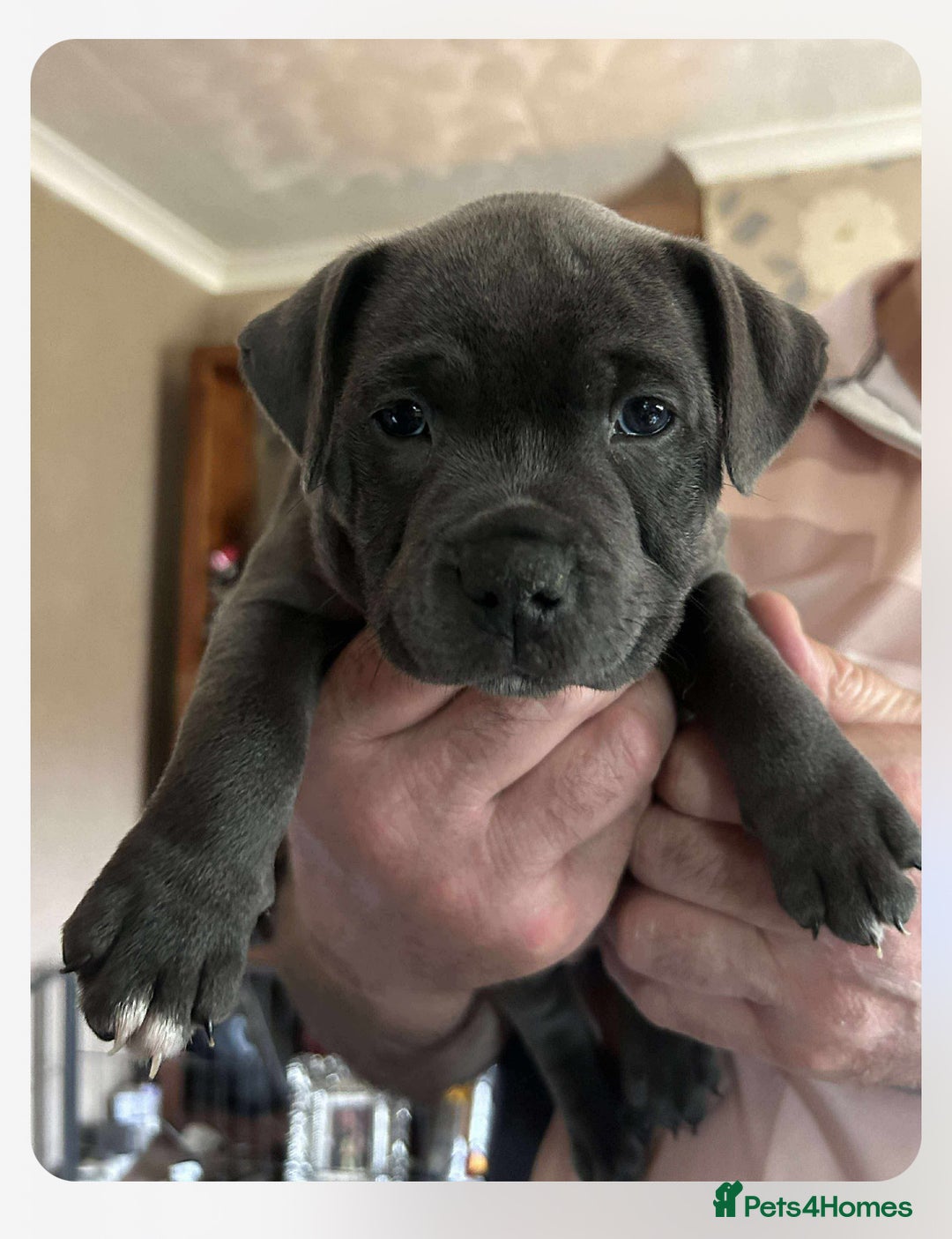 Staffordshire Bull Terrier dogs for sale: Blue Staffordshire Bull Terrier puppies - Image 12