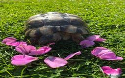 Tortoise reptiles for sale: Marginated tortoises X 3 - Image 3
