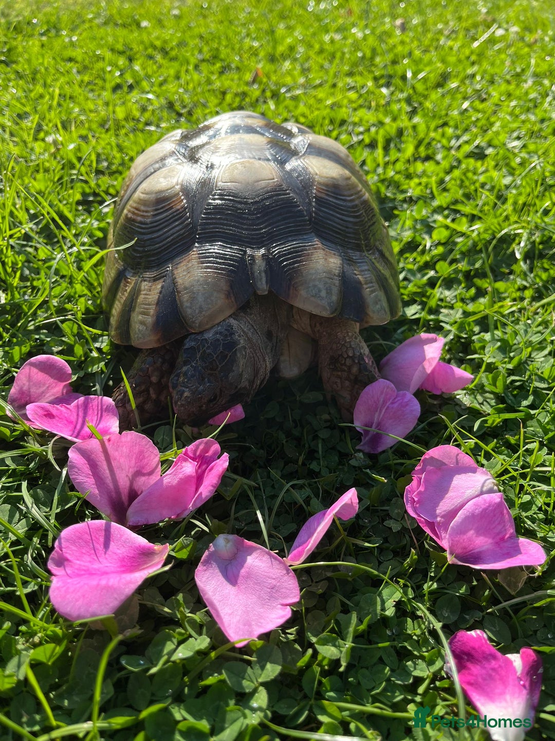 Tortoise reptiles for sale: Marginated tortoises X 3 - Image 3