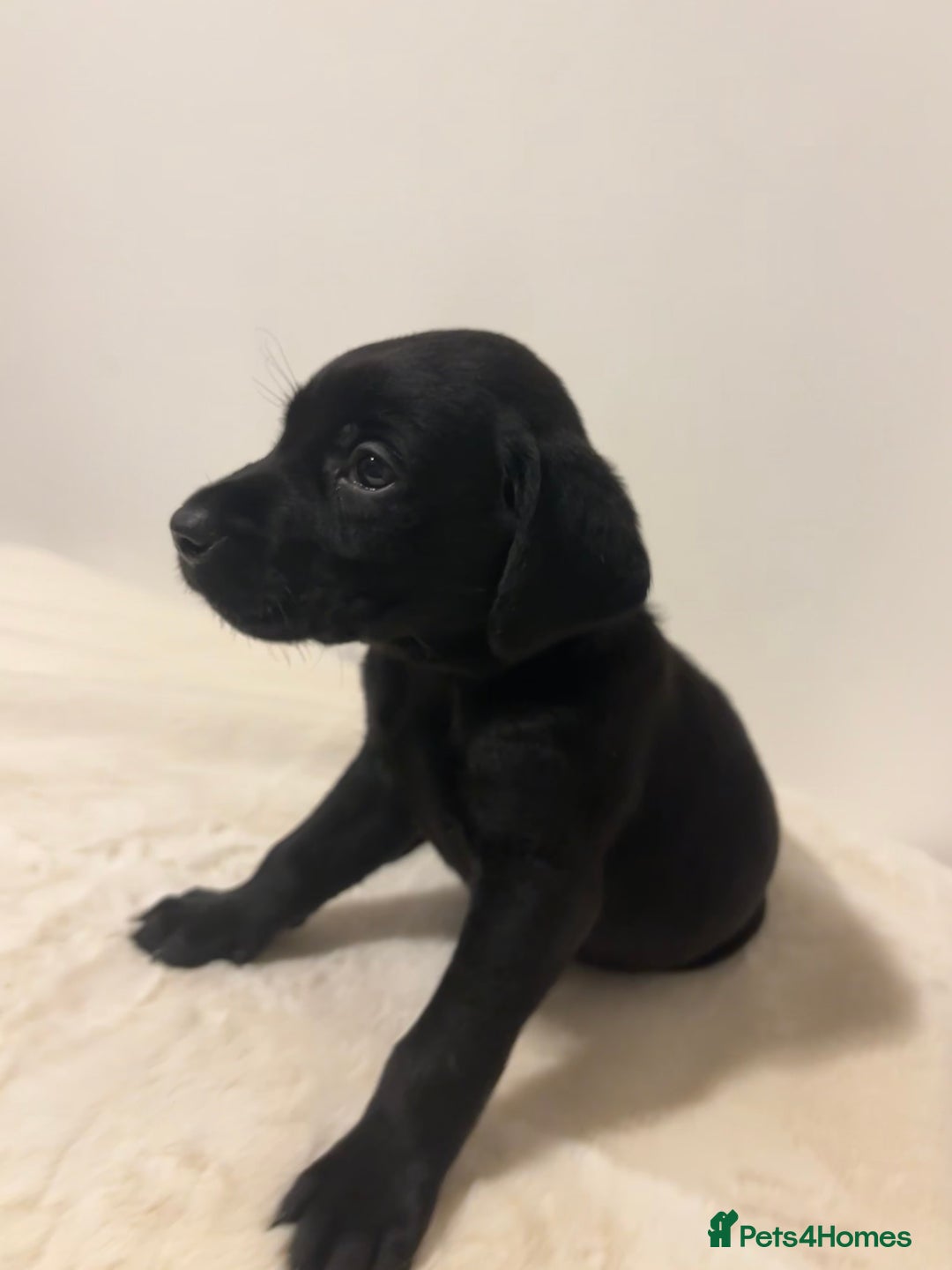Labrador Retriever dogs for sale: Fully Health Tested Outstanding KC Reg Puppies - Advert 9