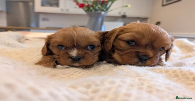Cavalier King Charles Spaniel dogs - Advert 9