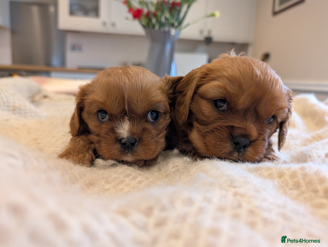 Cavalier King Charles Spaniel dogs for sale: 2 Stunning Girls - Image 2