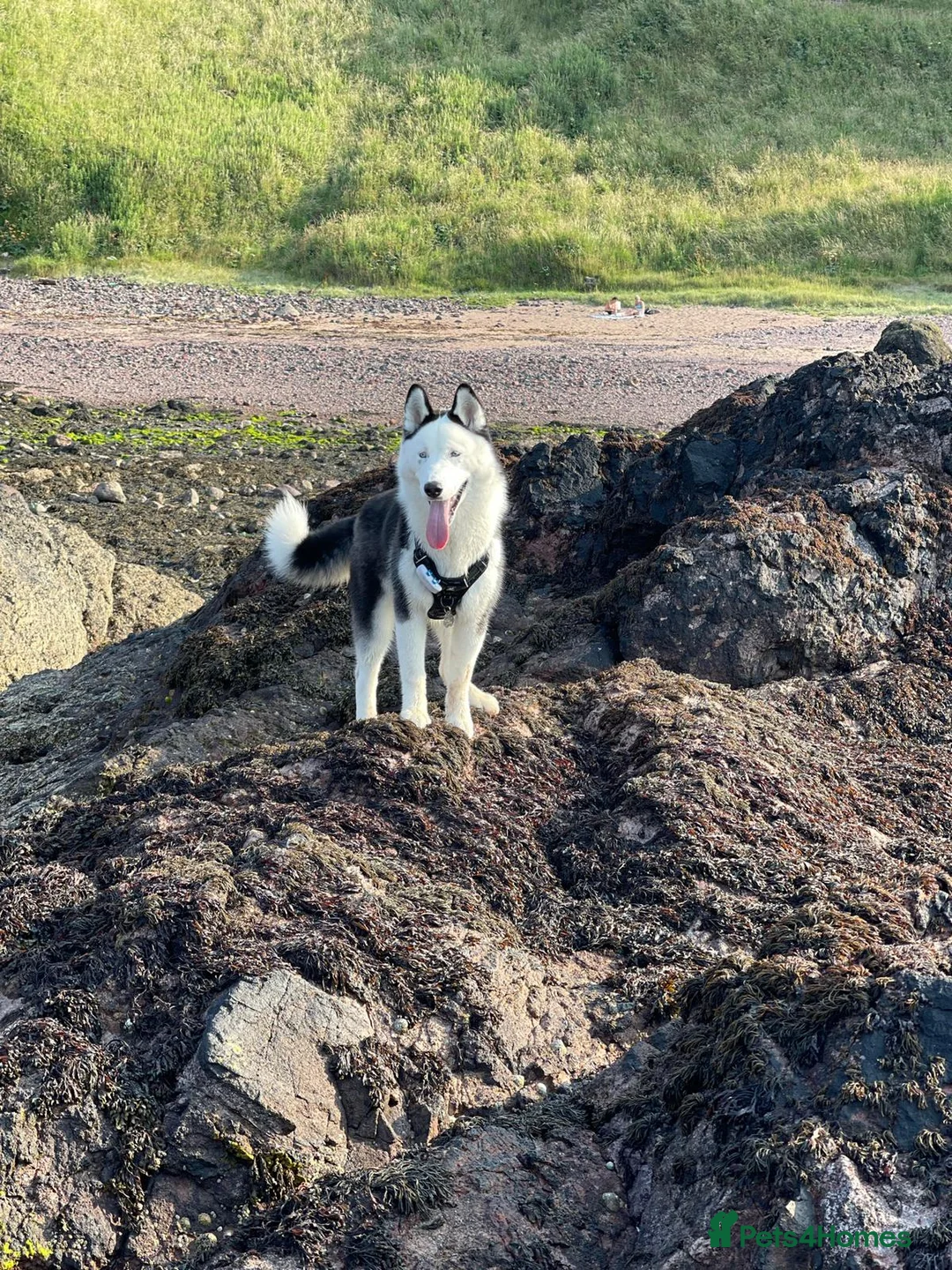 Siberian Husky dogs for stud: Stunning Blue eye Sibrian Husky for Stud (Proven) in Liverpool - Advert 7