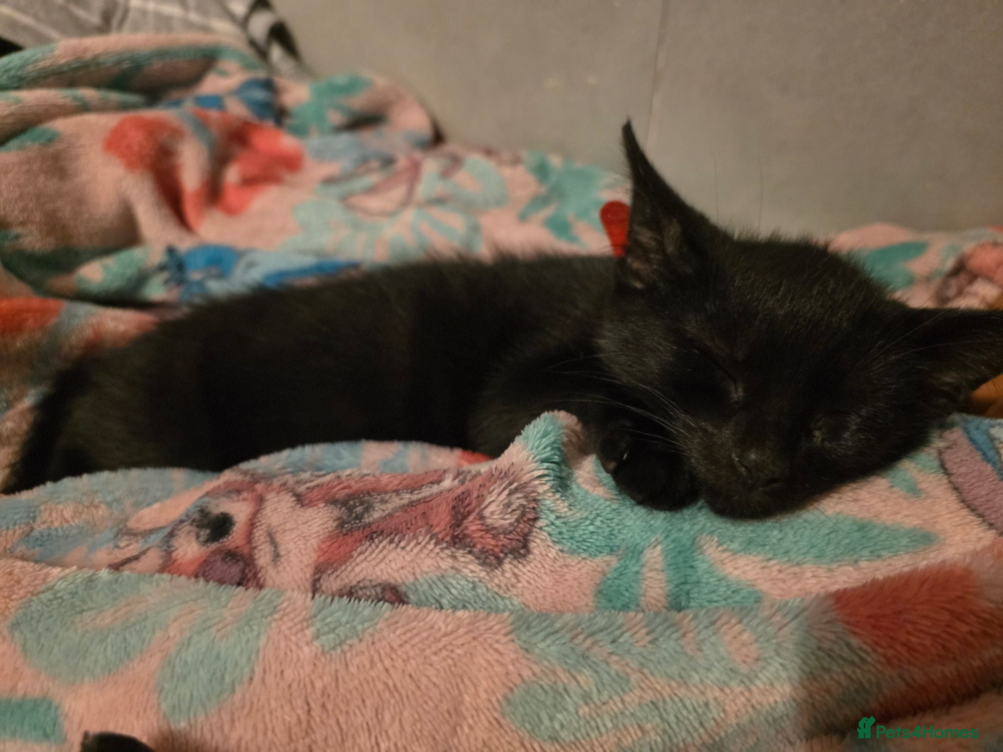 Mixed Breed cats 4 beautiful kittens Left - Advert 17