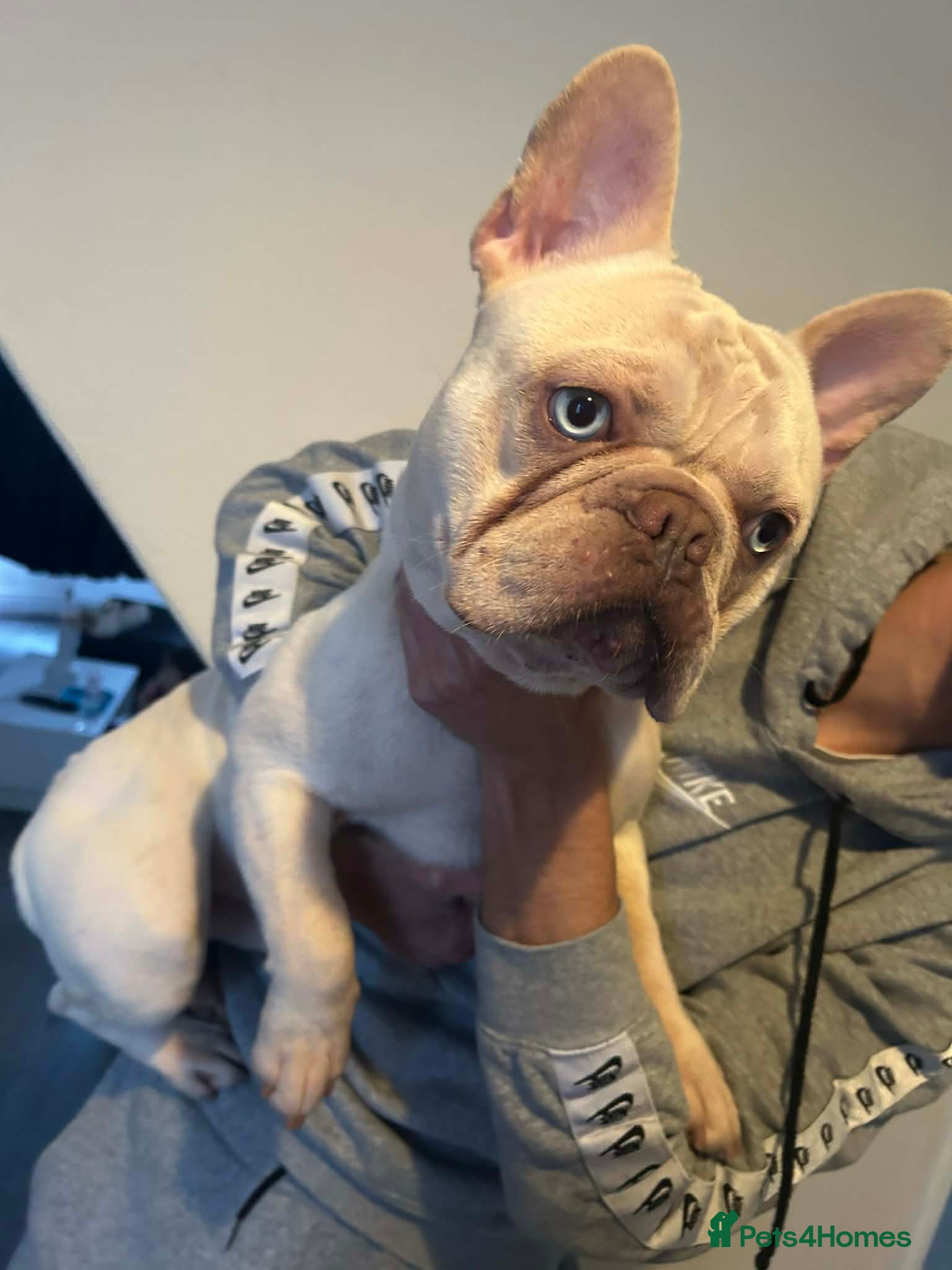 French Bulldog dogs french bulldog 1 year old  - Advert 1