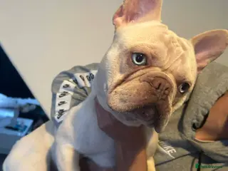 French Bulldog dogs french bulldog 1 year old - Advert 3