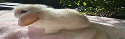 Mini Lop rabbits for sale: Beautiful mini lops for sale  - Advert 2