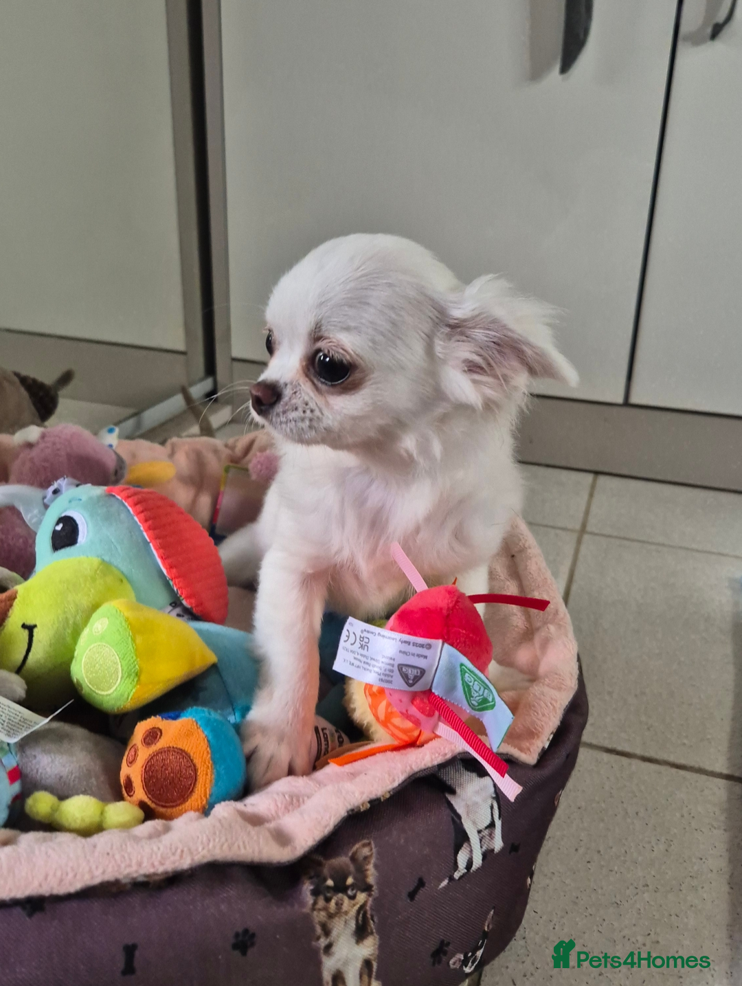 Free Puppies Pets For Sale Around Me Dogs Free Chihuahua Puppies