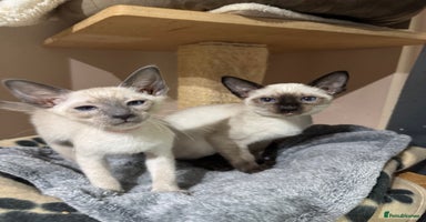 Siamese cats - Advert 2