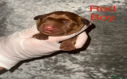 Labrador Retriever dogs for sale: Stunning Labrador Puppy's ( 4 girls, 3 boys ) - Image 6