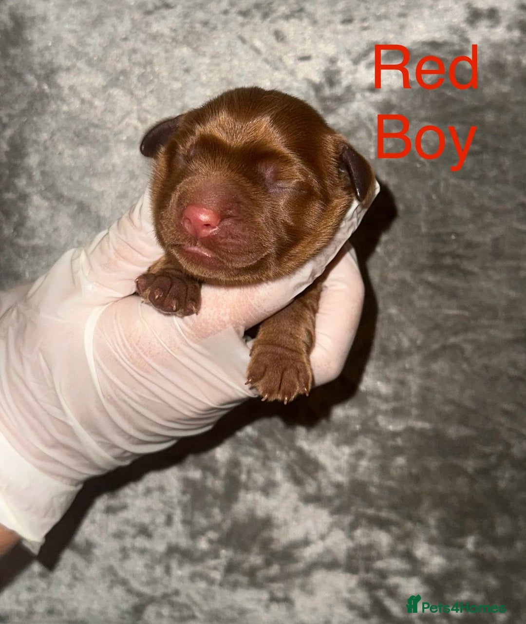 Labrador Retriever dogs for sale: Stunning Labrador Puppy's ( 4 girls, 3 boys ) - Image 6