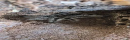 Tarantulas invertebrates for sale: Sub adult female curly hair  - Advert 2