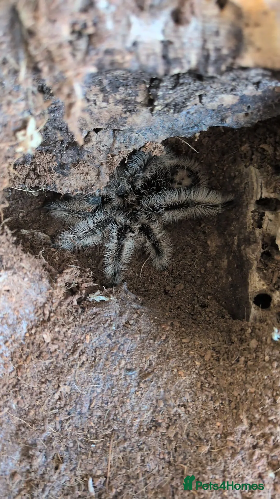 Tarantulas invertebrates for sale: Sub adult female curly hair  - Advert 2