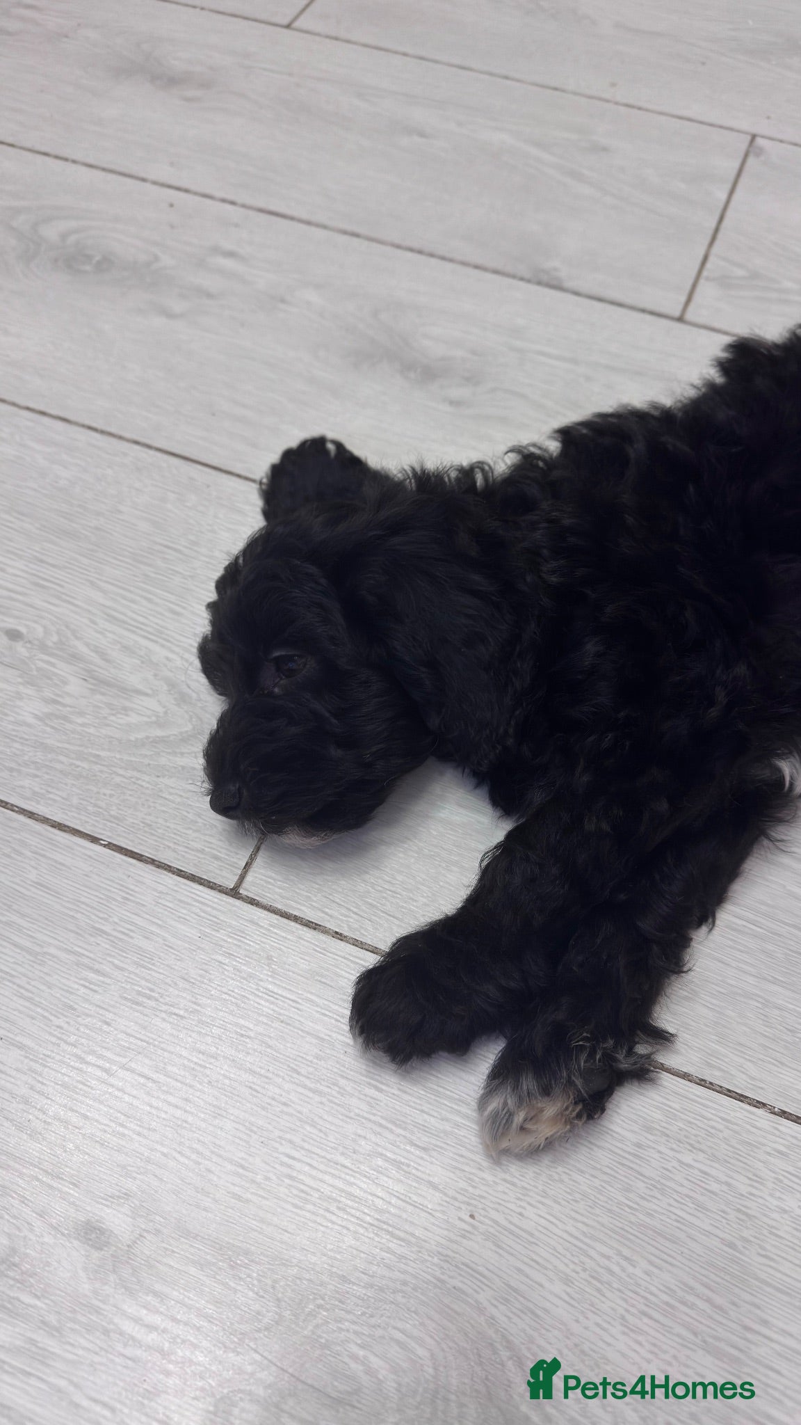 Cockapoo dogs Half cockapoo half toy poodle puppy - Advert 1