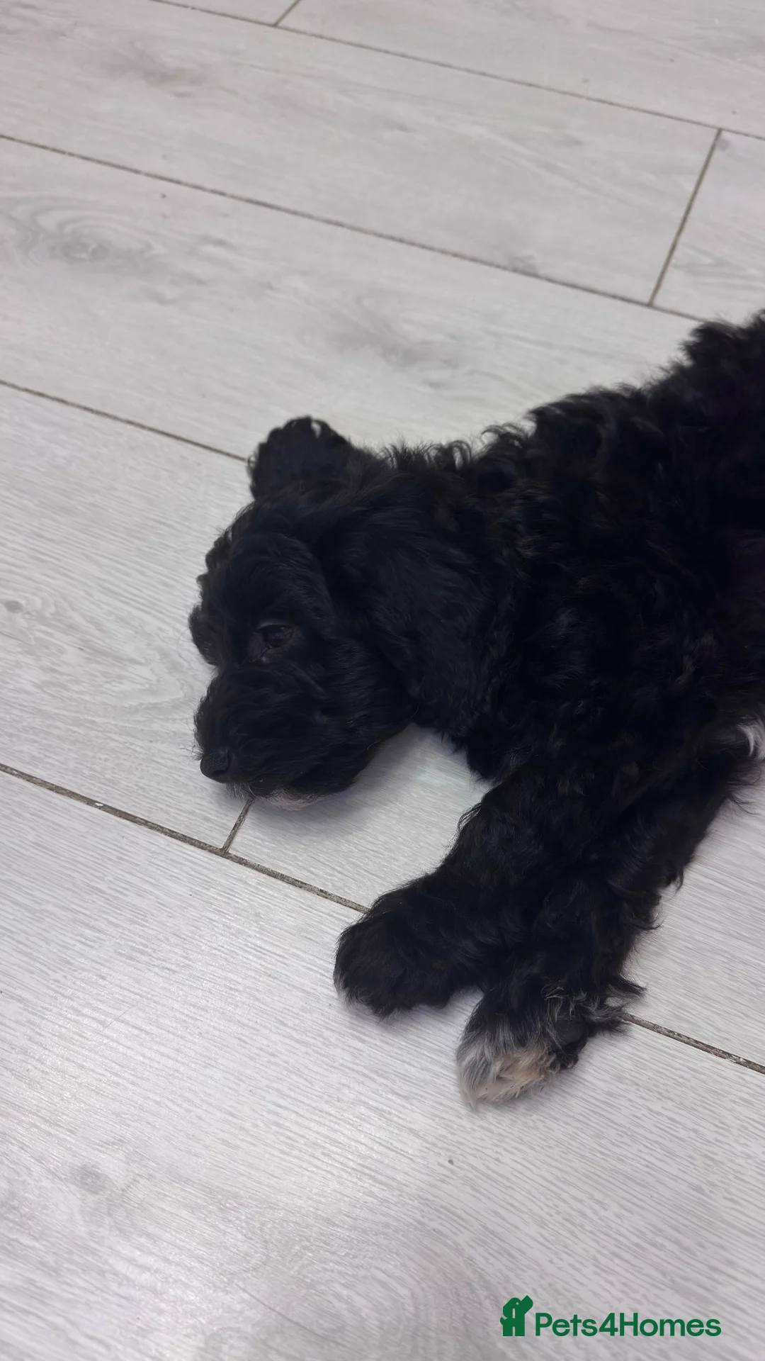 Cockapoo dogs for sale: Half cockapoo half toy poodle puppy - Advert 1