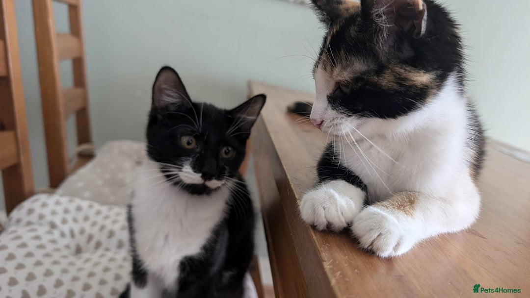 Mixed Breed cats for sale: Kittens  - Image 3