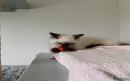 Ragdoll cats for sale: GCCF registered seal and chocolate ragdoll kittens - Image 26