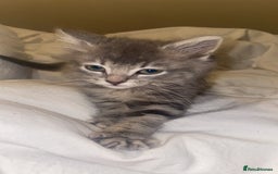 British Longhair cats for sale: Beautiful grey kitten  - Image 7
