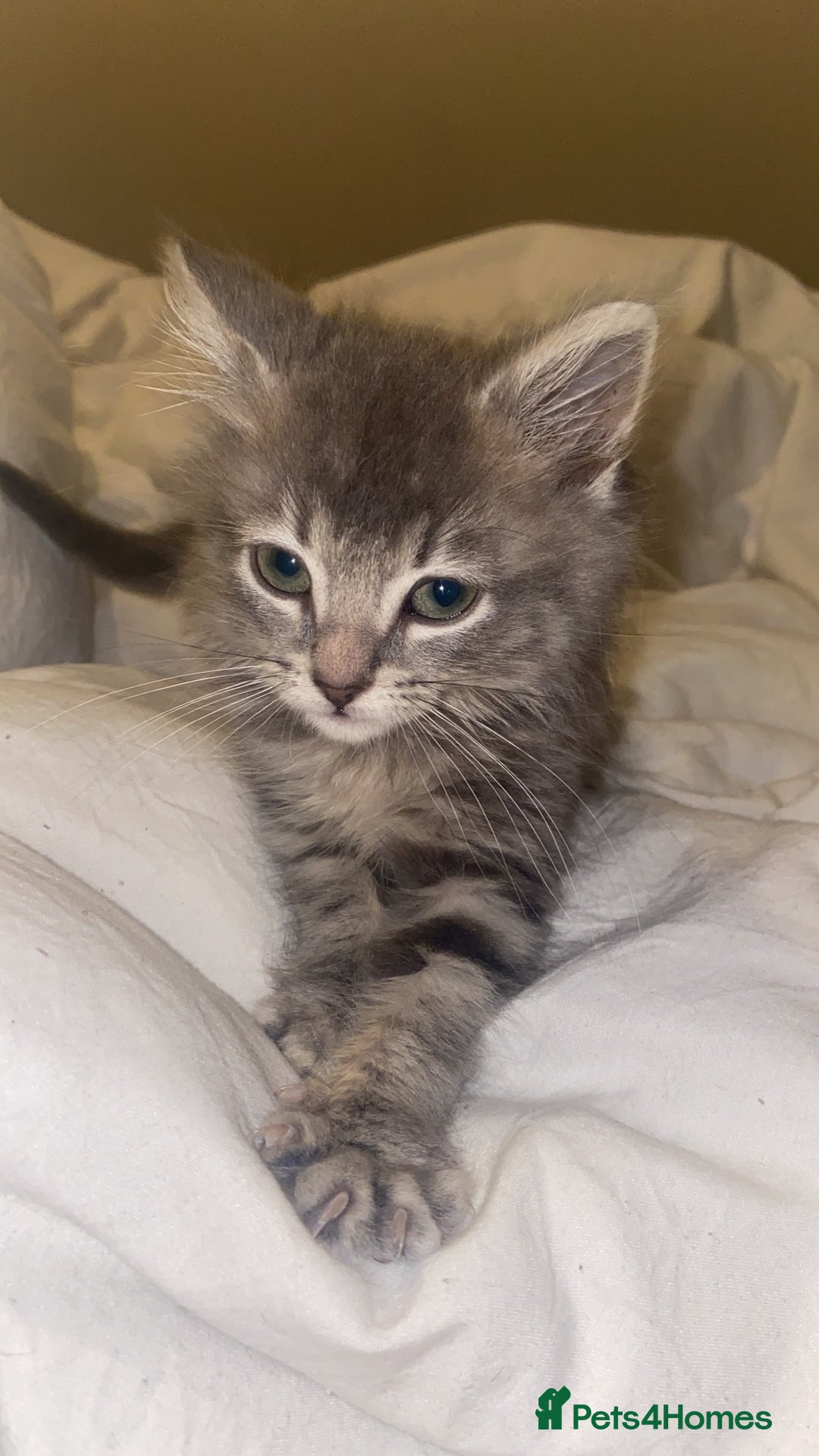British Longhair cats for sale: Beautiful grey kitten  - Image 7